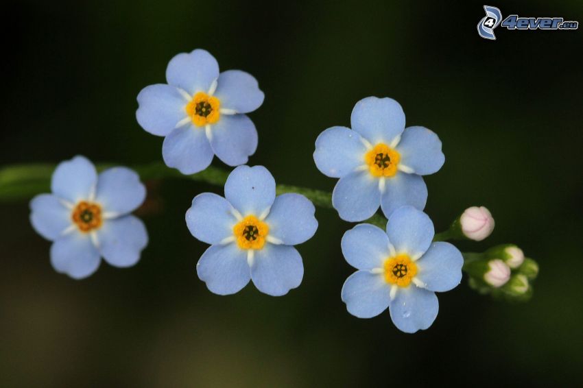 Vergissmeinnichte, blaue Blumen