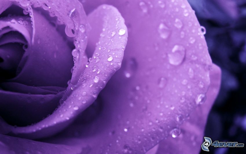 violett Rose, befeuchtete Rose