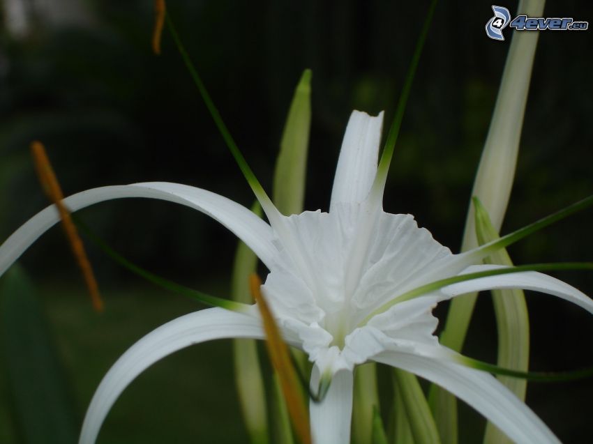 weiße Blume