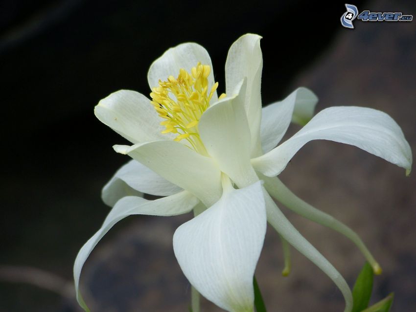 weiße Blume