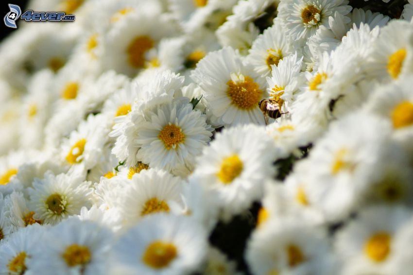 weiße Blumen, Biene