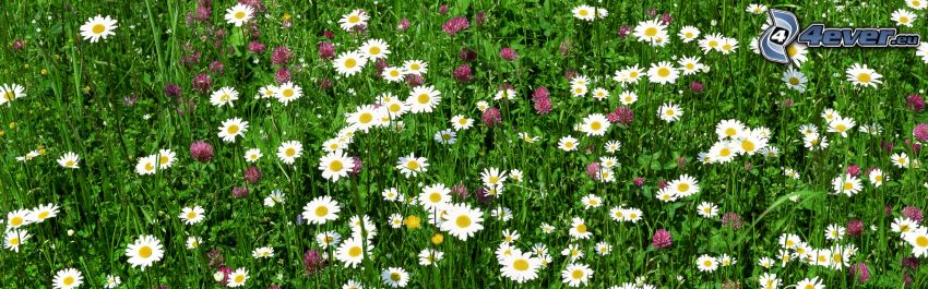 weiße Blumen, Klee, Gras