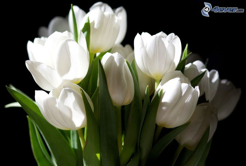 weißen Tulpen
