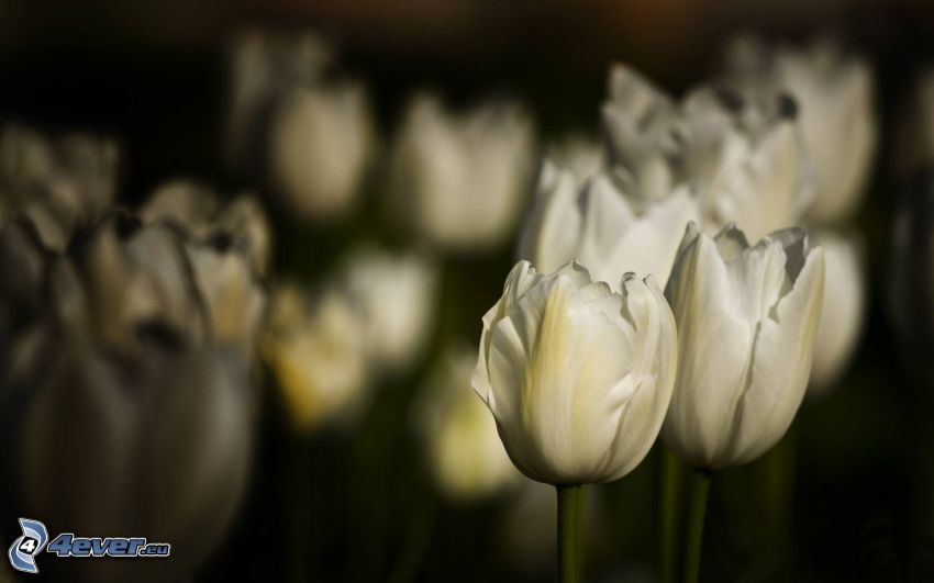 weißen Tulpen