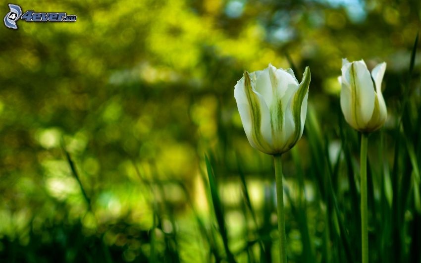 weißen Tulpen