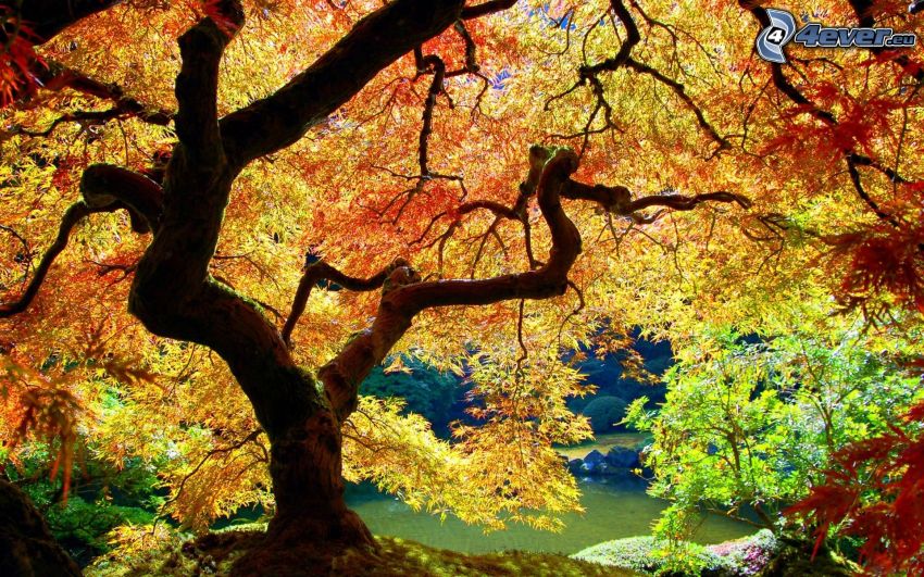 weitausladender Baum, farbiger Baum, Herbst