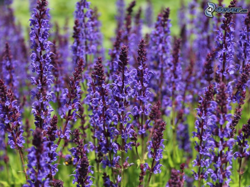 Wiesensalbei, lila Blumen