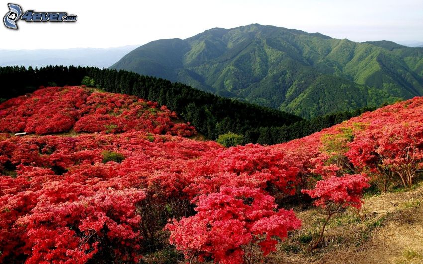 roten Blumen, Hügel
