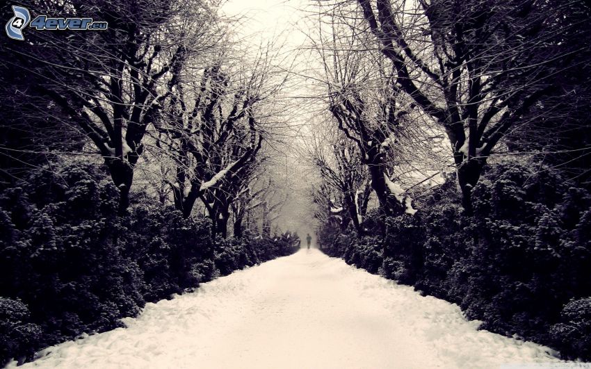 schneebedeckte Straße, verschneite Bäume