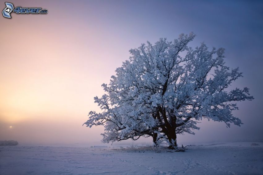 schneebedeckter Baum, einsamer Baum