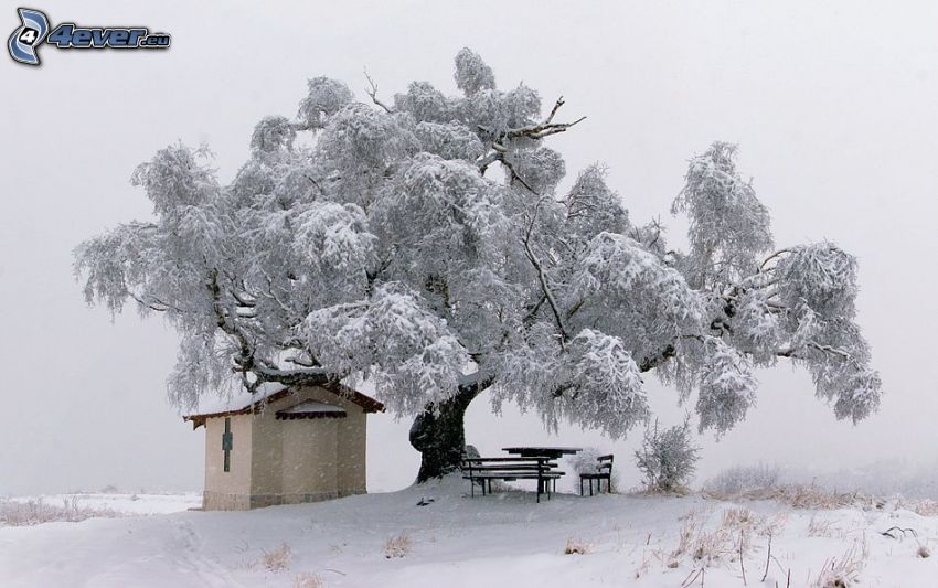 schneebedeckter Baum, Kapelle, schneebedeckte Bänke