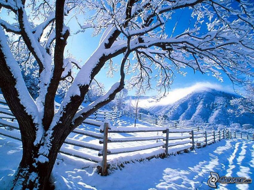 schneebedeckter Baum, Zaun, Hügel