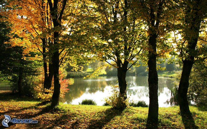 See, Herbstliche Bäume