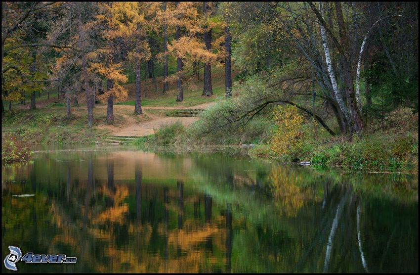 See im Wald, gelbe Bäume