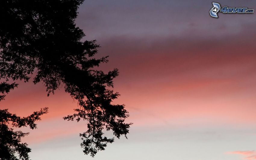 Silhouette des Baumes, Abendhimmel