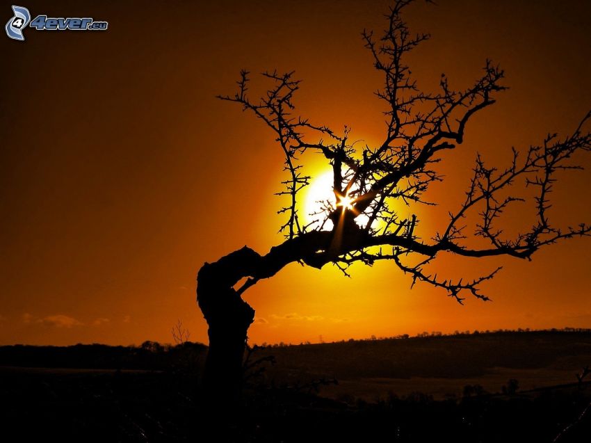 Silhouette des Baumes, trockener Baum, Sonnenuntergang hinter dem Baum, orange Sonnenuntergang