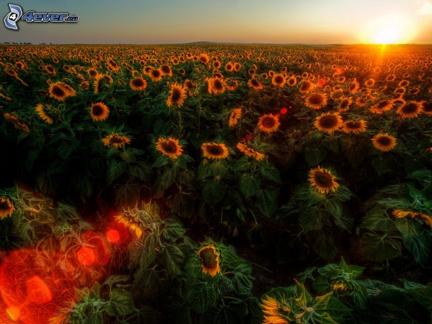 Sonnenblumenfeld, Sonnenuntergang über dem Feld