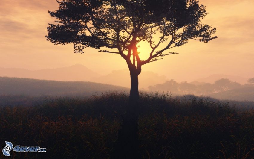 Sonnenuntergang hinter dem Baum, einsamer Baum, Silhouette des Baumes