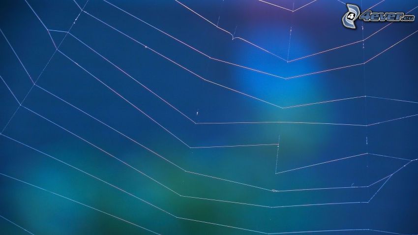 Spinnennetz, blauer Hintergrund