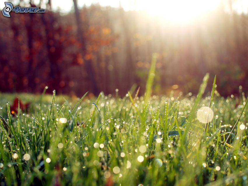 Tau auf dem Gras, Sonnenschein