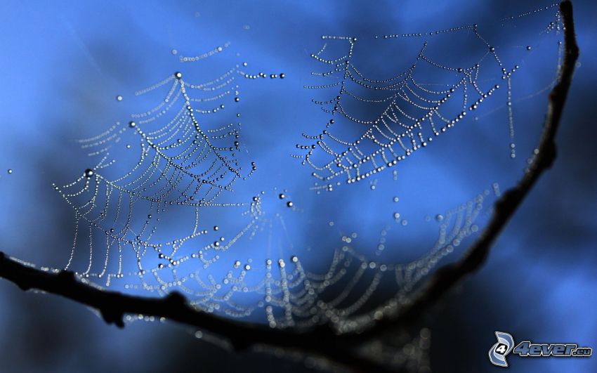 taufrische Spinnwebe