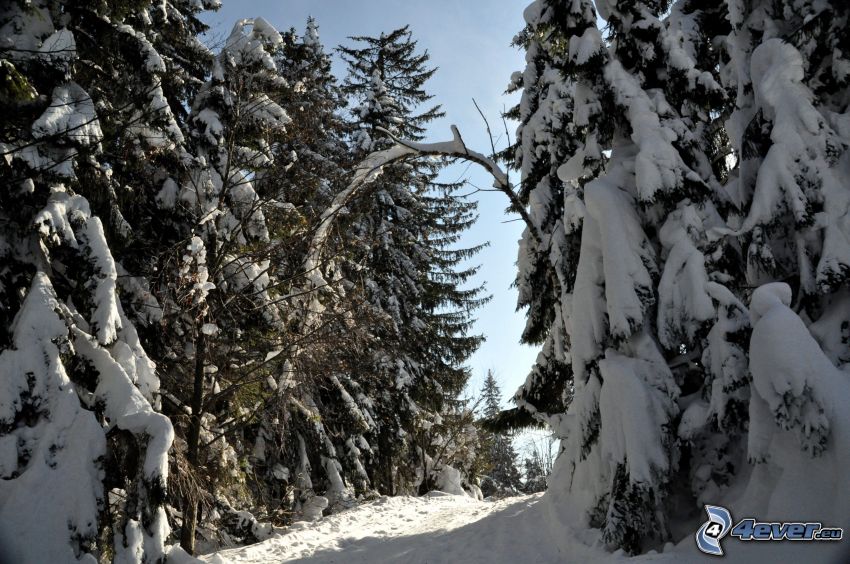 verschneite Bäume, Nadelwald, schneebedeckte Straße