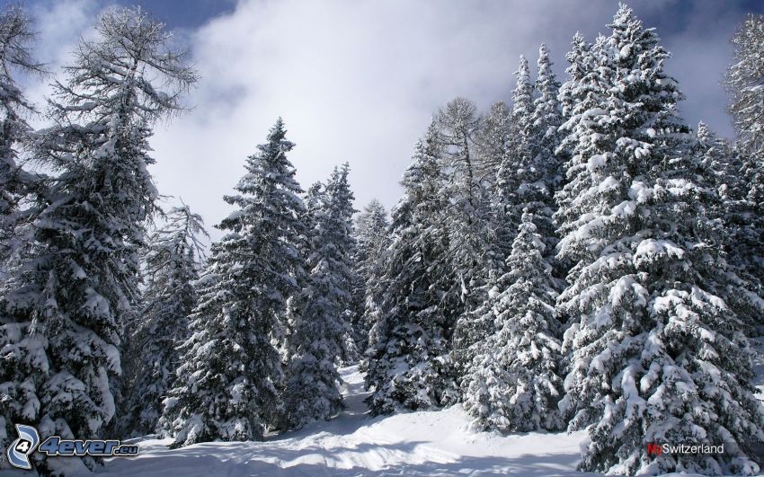 verschneite Bäume, Schweiz