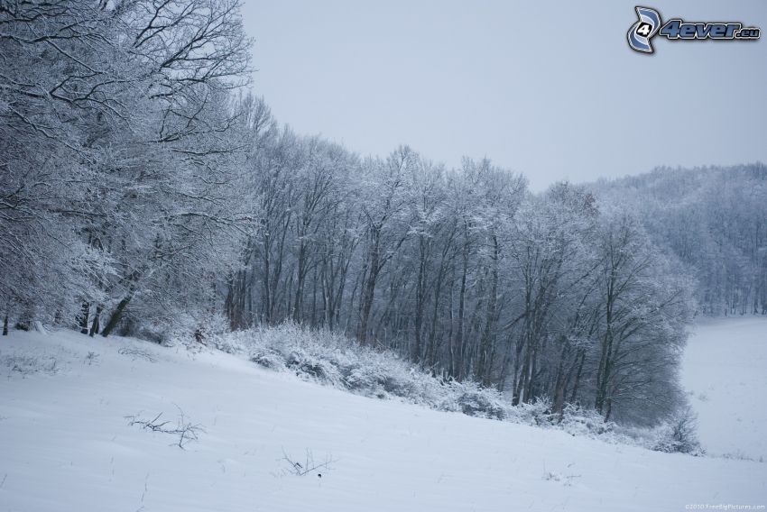 verschneite Bäume, verschneite Wiese