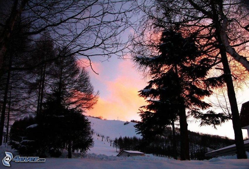 verschneite Landschaft, Bäum Silhouetten, Sonnenuntergang