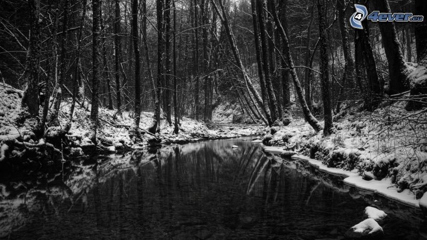 verschneiter Wald, Fluss, Schwarzweiß Foto