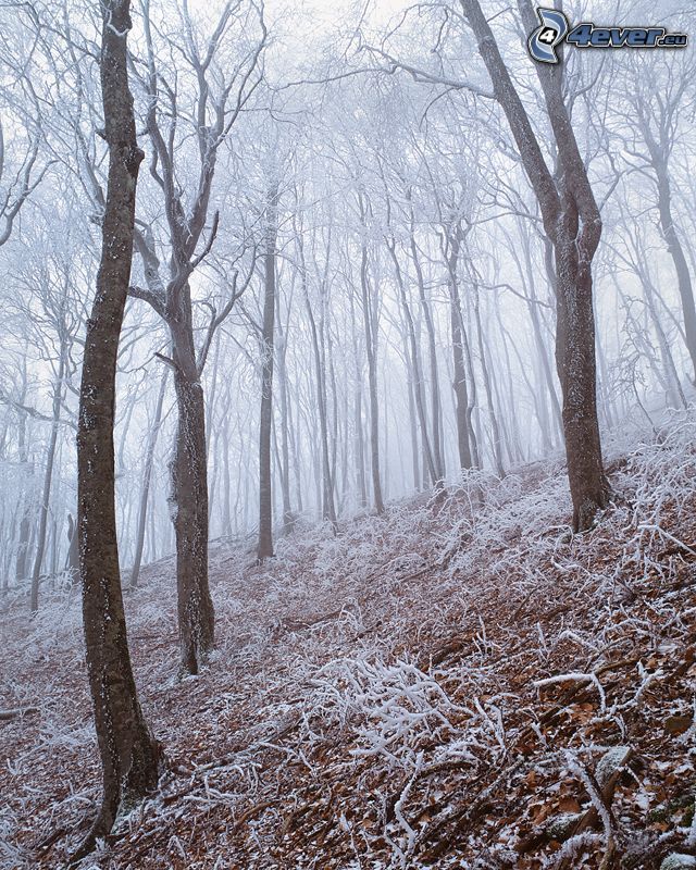 verschneiter Wald, Nebel