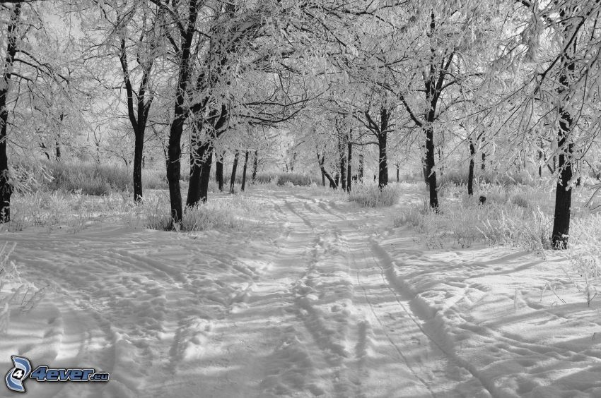 verschneiter Wald, schneebedeckte Straße