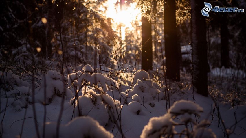 verschneiter Wald, Sonne