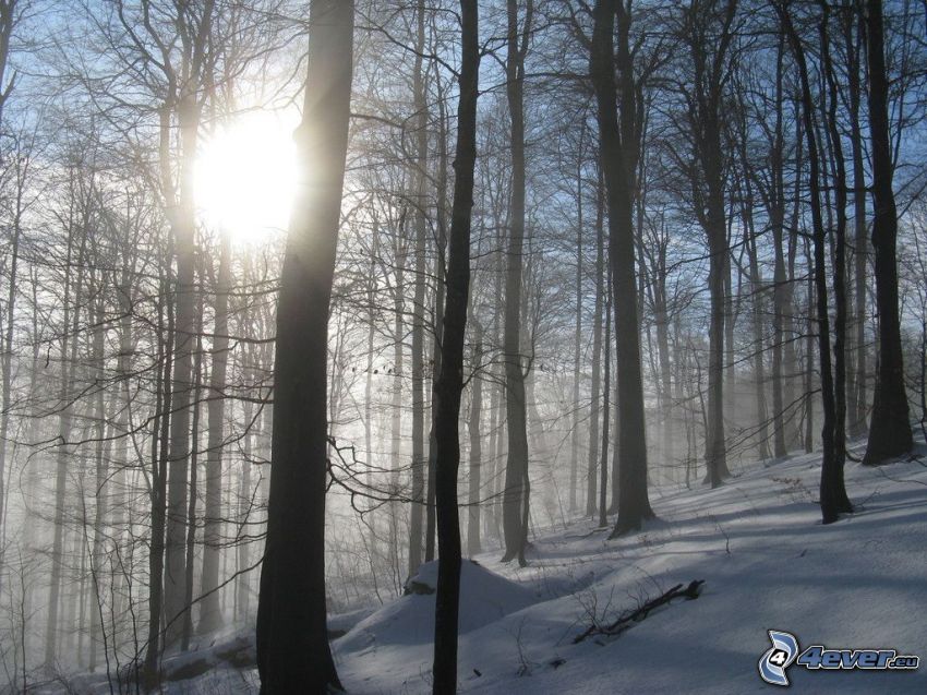 verschneiter Wald, Sonne