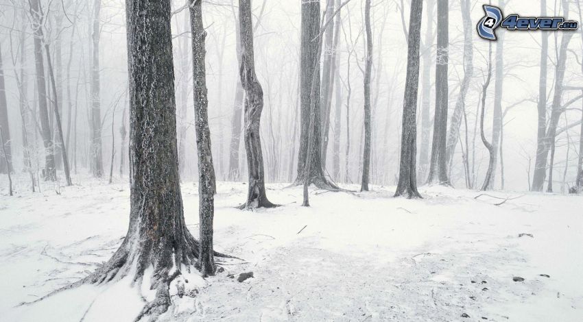 verschneiter Wald