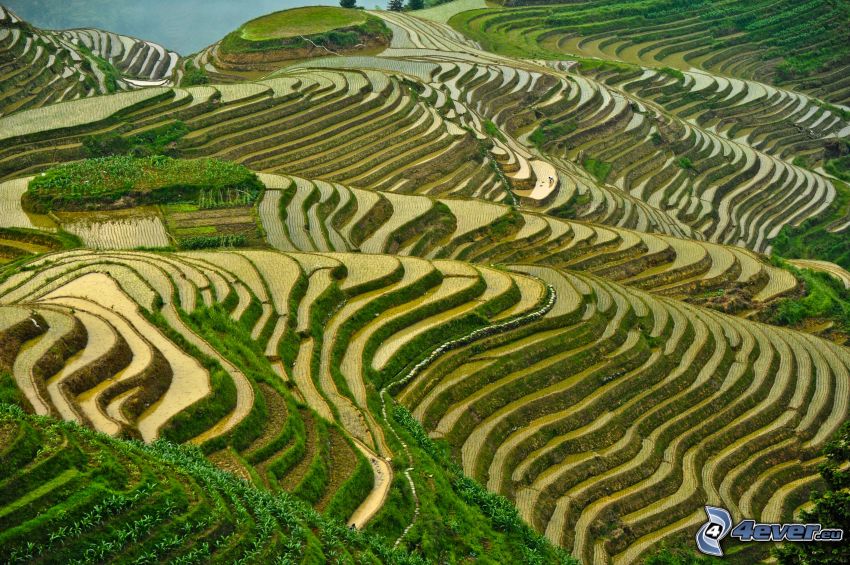 Vietnamesische Reisfelder