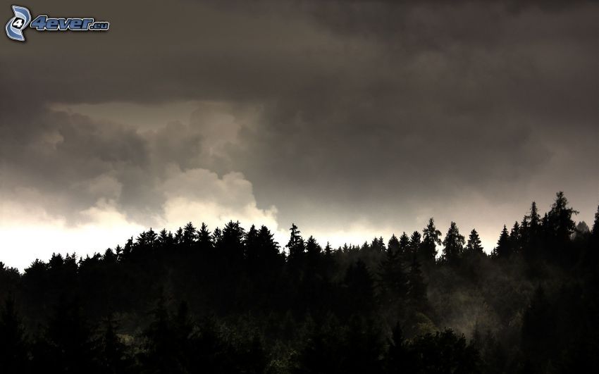 Wald, dunkle Wolken