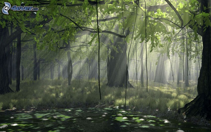 Wald, Sonnenstrahlen