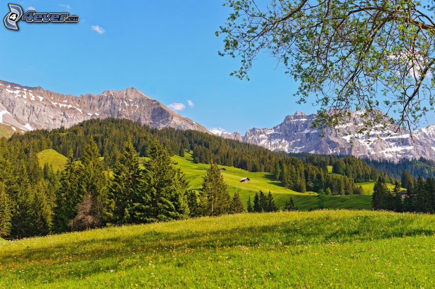 Wälder und Wiesen, Berge, Schweiz
