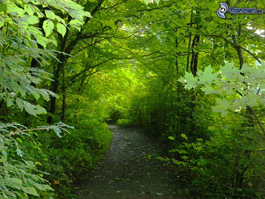 Waldweg, grüne Bäume