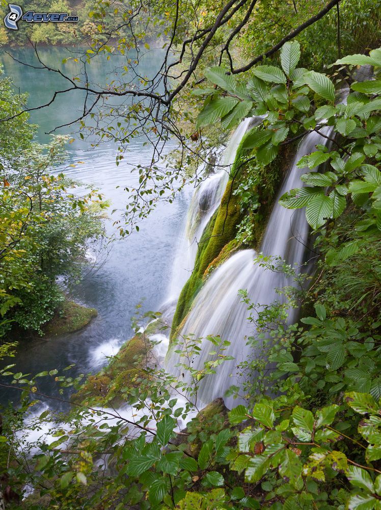 Wasserfall, Grün, See im Wald