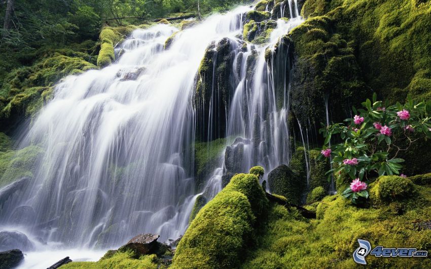 Wasserfall, Moos