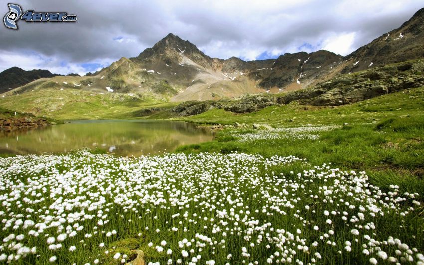 weiße Blumen, See, felsige Hügel