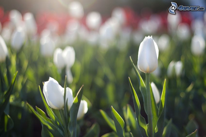 weißen Tulpen