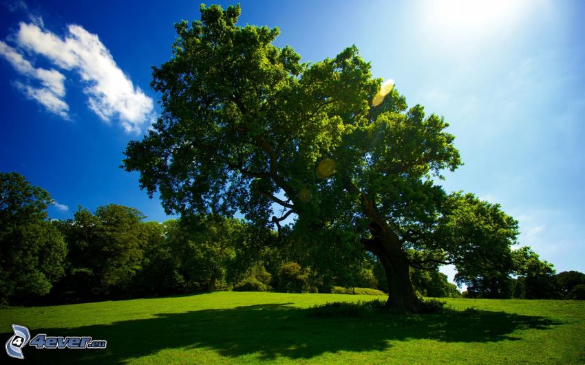 weitausladender Baum, grüne Wiese