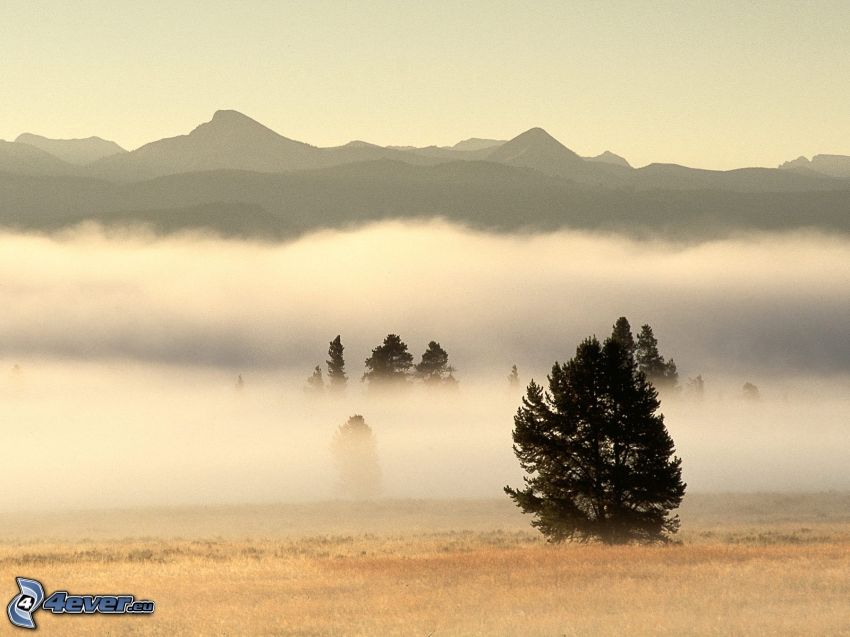 Yellowstone-Nationalpark, Berge, Inversionswetterlage, Bäume, Boden Nebel