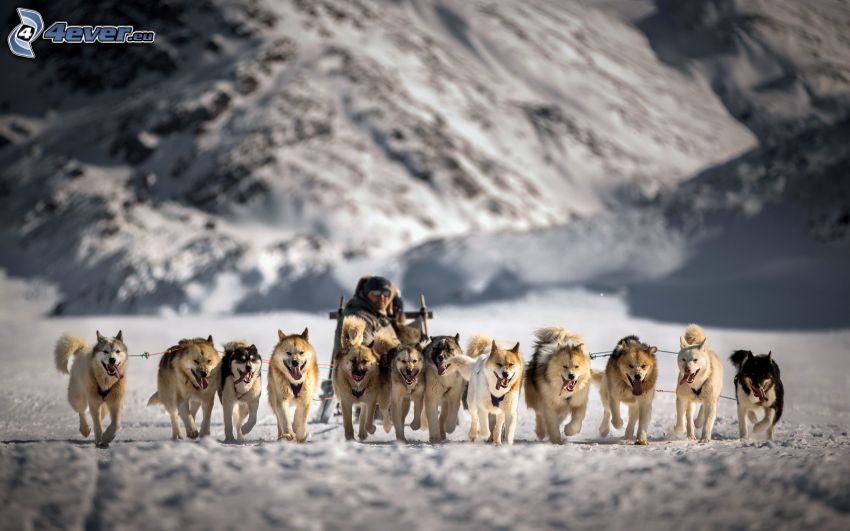 Hundeschlitten, Siberian Husky, verschneite Landschaft