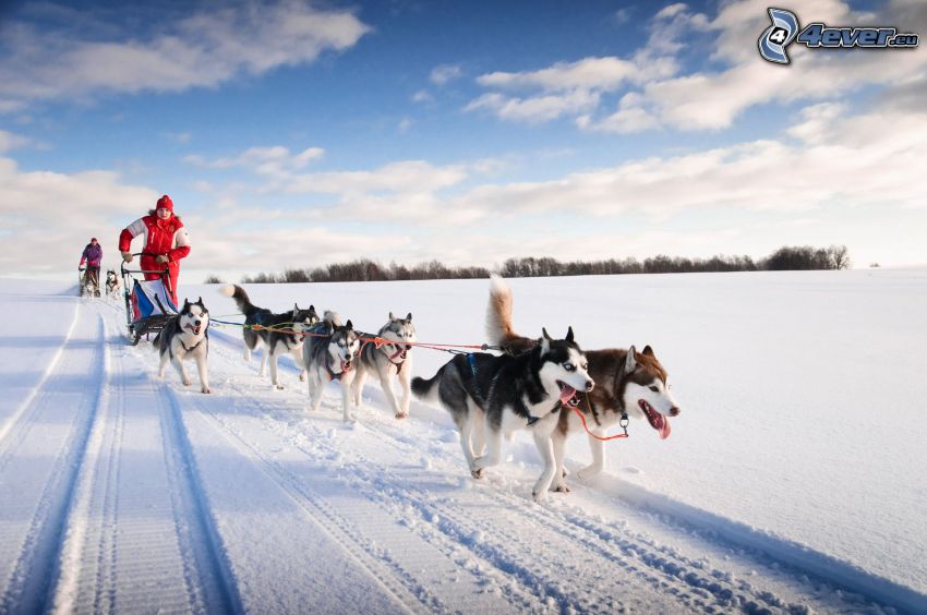 Hundeschlitten, Siberian Husky, verschneite Landschaft