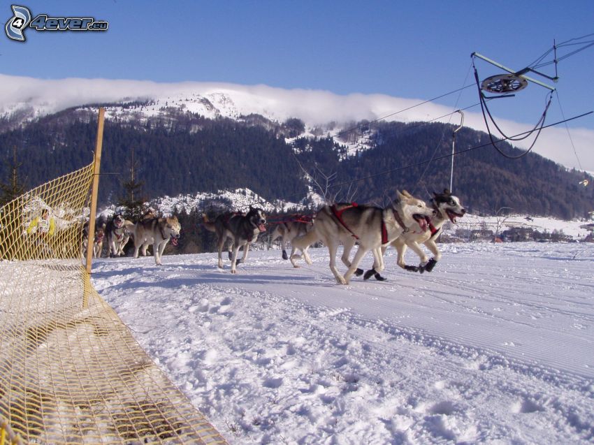 Hundeschlitten, Siberian Husky, Skilift, Schnee