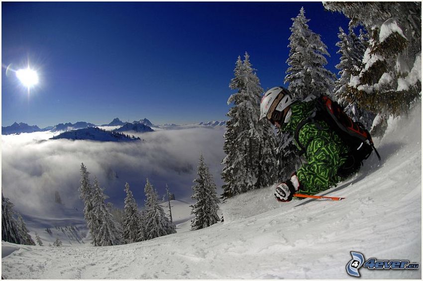 Skifahrer, Adrenalin, Sonne, Inversionswetterlage, verschneiter Nadelwald
